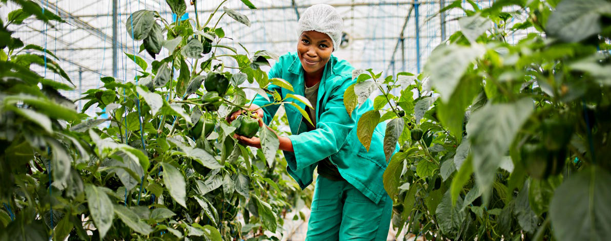 This image for Image Layouts addon